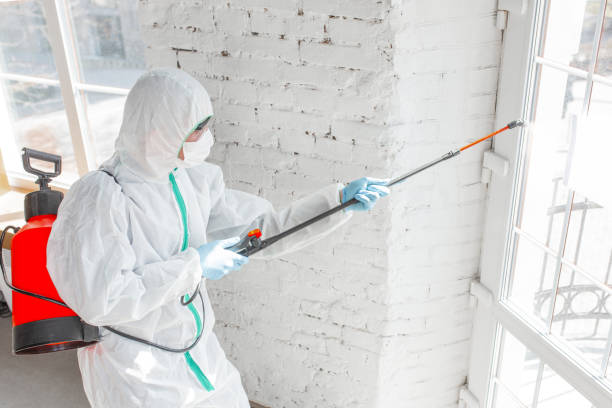 Why You Should Choose Our Mold Remediation Services in Texas City, TX